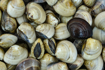 Fresh clams for seafood background