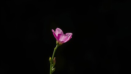 A single pink blossom against a deep, rich black background, showcasing the delicate beauty of nature's simple elegance.