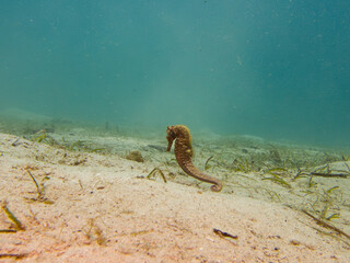A Thorny seahorse, Hippocampus histrix, at a muck dive in Puerto Galera in the Philippines