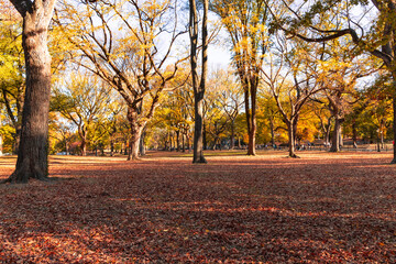 Naklejka premium fall in Central Park , New York city 