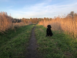 Beautiful sunset picture with an black labrador sitting on grass in an field