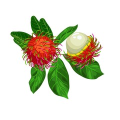 Obraz premium A rambutan sweet delicious fruit