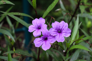 Fototapeta premium flowers in the garden