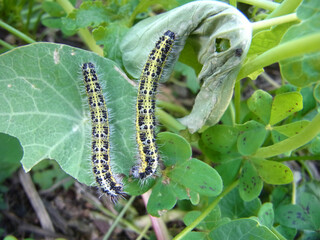 Bruco di cavolaia maggiore