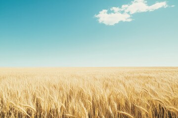Golden Wheat Field Under Clear Sky