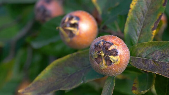 Medlar in natural ambient, ripening (Mespilus germanica) - (4K)