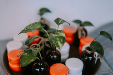 Table decor with a small plant in a tiny bottle and a mini salt shaker on a hotel restaurant table