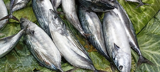 Obraz premium raw fish big fish bonito background