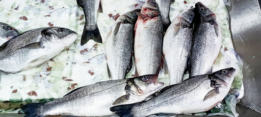 Obraz premium Cinekop / Sarikanat fish with ice in styrofoam box.