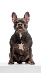 Front view portrait of adorable, purebred French Bulldog sitting with eyes closed isolated on white studio background. Concept of animals, domestic pet, health, care, vet. Copy space