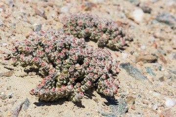 Close-up of Mesembryanthemum marlothii with its small pink flowers, growing in the gravelly plains of the Lüderitz