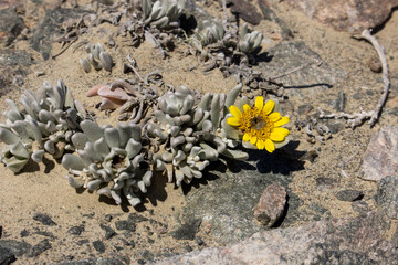 A small succulent scrub of a salad thistle, Didelta carnosa, with a single bright yellow flower in the harsh coastal flats of Southern Namibia.