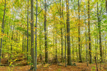 Fototapeta premium Autumn in Denmark 