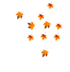 Fototapeta premium Fallen yellow maple leaves on a white background