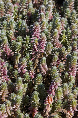 Close-up of the succulent leaves of aa soutbossie, growing along the upper tidal pools at Diaz Point at Luderitz, Namibia