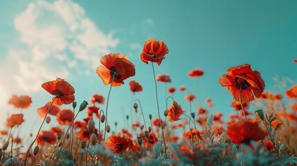 Obraz premium A vibrant field of red poppies stretches towards the sky on a sunny day, with soft clouds in the background and bright blue skies, creating a serene and picturesque nature scene