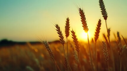 Naklejka premium A serene sunset over a wheat field, capturing the beauty of nature and agriculture.