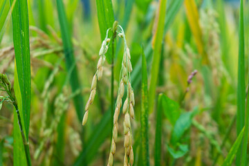 Close-up rice seeds in the rice field and beautiful green leaves as background. Typical rice field in Southeast Asia.
