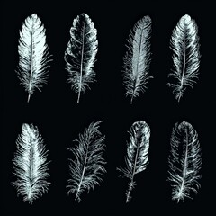 Eight unique feather designs are arranged on a dark background, emphasizing their delicate structures and textures. Each feather illustrates nature's artistry