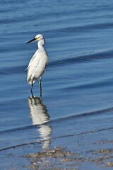 Snowy Egret Wading