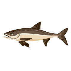 cobia fish