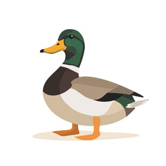mallard vector