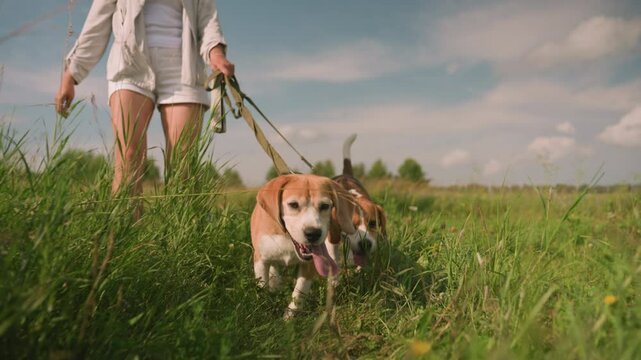 Woman walking with her two happy dogs on leash in grassy field during sunny day, both dogs have tongues out, excitedly exploring the environment, with tall grass and distant trees in background