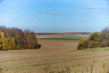 Fototapeta premium autumn landscape with trees