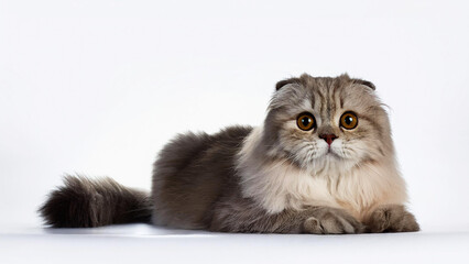 Highland Fold cat lying on white background.