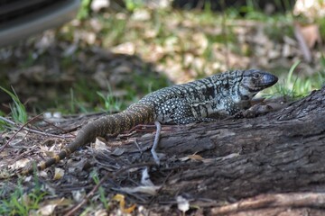 Lagarto overo argentino 