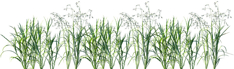 Set of Avena sativa (The oat) frontal isolated png on a transparent background perfectly cutout high resolution