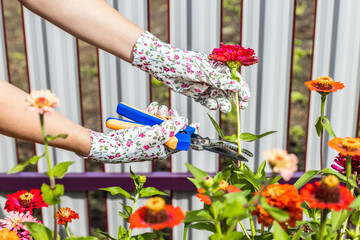 woman wearing gardening gloves cutting dried zinnia flower. growing and caring for zinnia flowers. 