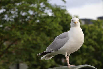 Seagull in Dublin