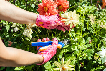 woman cutting yellow dahlia flower in garden, close-up. gardener trims dahlia flowers. flower care...