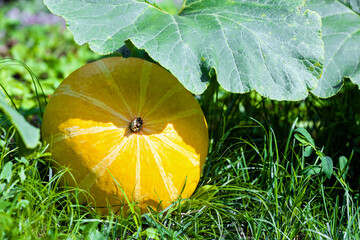 yellow ripe pumpkin lies on the garden bed. pumpkin lies on green grass in the garden. pumpkin...