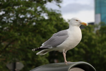 Fototapeta premium Seagull in Dublin