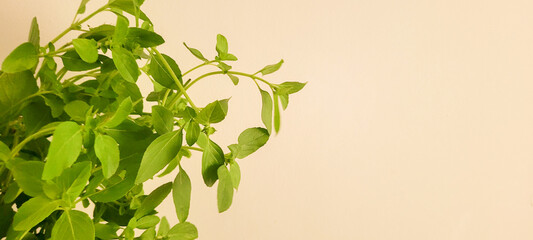 Obraz premium green basil with white background