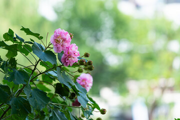 3 pink camellia flowers