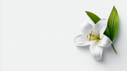 Fototapeta premium Serene White Lily: Elegant simplicity in a single white lily blossom with vibrant green leaves, set against a minimalist backdrop. Perfect for conveying peace, remembrance, or purity. 