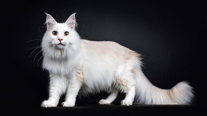 Angora cat standing on a black background.