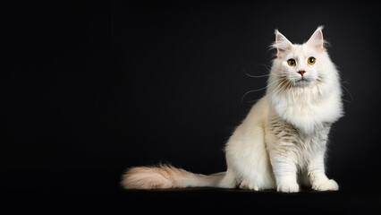 Obraz premium Angora cat sitting on black background.