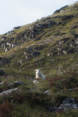 Sheep on the rock