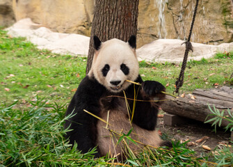 A giant panda munching on bamboo in a lush green habitat during daylight hours
