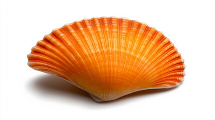 Sun-Kissed Seashell: A vibrant orange seashell, radiating warmth and summer vibes. Its intricate details are highlighted against a clean backdrop.