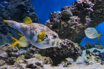 Spiny arotron swimming in aquarium.