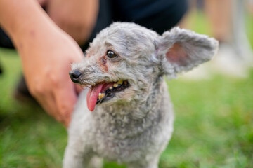 The cute poodle dog plays happily on the grass in the park on the weekend and is quite happy