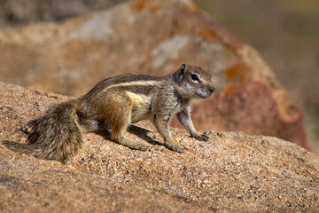 Atlashörnchen (Atlantoxerus getulus) in Seitenansicht auf einem Felsen in Fuerteventura