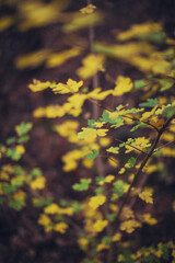 close up of autumn tree with yellow foliage