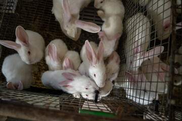 White rabbits in a cage, rabbit breeding