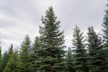 Green fir trees in the garden
